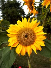 Close-up of sunflower