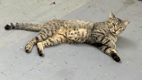 cat