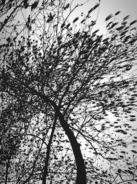 Low angle view of bare trees against sky