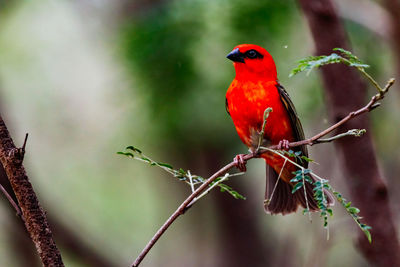 Close-up of a red bird perching on plant