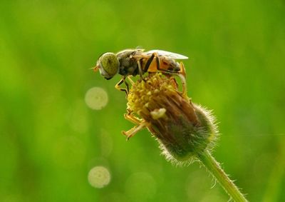 Close-up of bee pollinating on flower