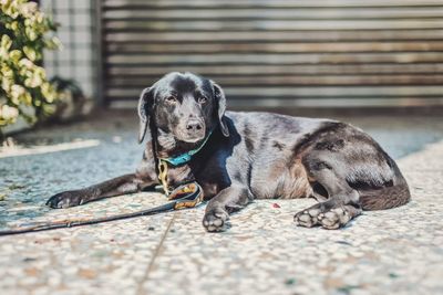 Black labrador with leash resting outdoors