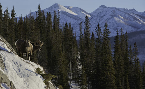 Bighorn sheep on mountain against trees