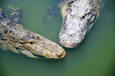 Close-up of turtle swimming in water