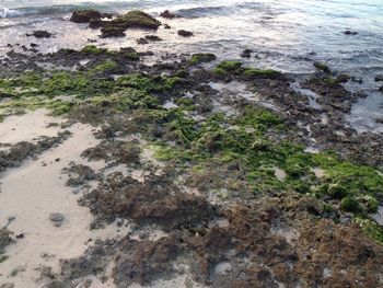 Close-up of rocks on shore