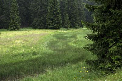 Scenic view of grass and trees