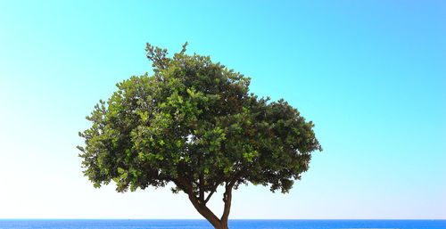 The tree in the sea