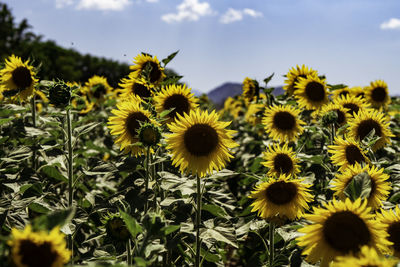 Close-up of sunflowers on field