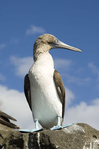 Blue-footed booby perching on rock against sky