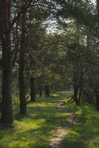 Trees in forest