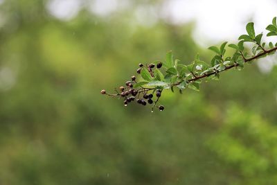 Close-up of insect on plant