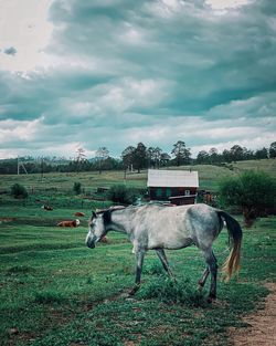 Horses in the field