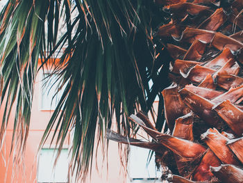 Close-up of palm leaves