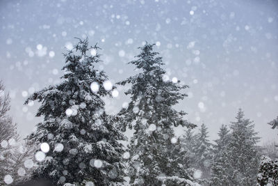 Low angle view of tree branch during winter