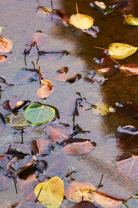 High angle view of leaves floating on lake