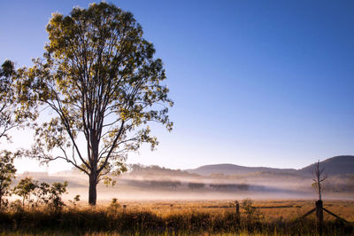 Tree on landscape against blue sky