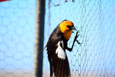 Close-up of bird in cage