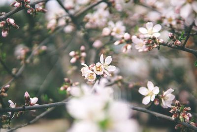 Close-up of white cherry blossom tree