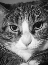 Portrait of cat