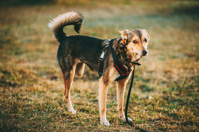 Dog standing on field