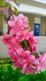 Close-up of pink flowers blooming on tree