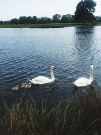 Birds in calm water