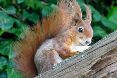 Close-up of squirrel on wood