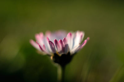 Close-up of pink flower