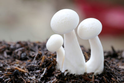 Close-up of white mushrooms growing on land