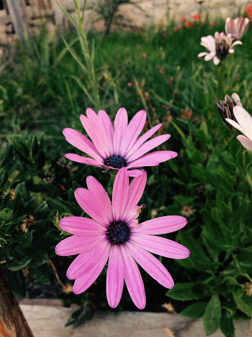 flowering plant, flower, plant, freshness, fragility, growth, vulnerability, petal, beauty in nature, flower head, inflorescence, close-up, nature, focus on foreground, osteospermum, day, no people, high angle view, outdoors, land, pollen, purple