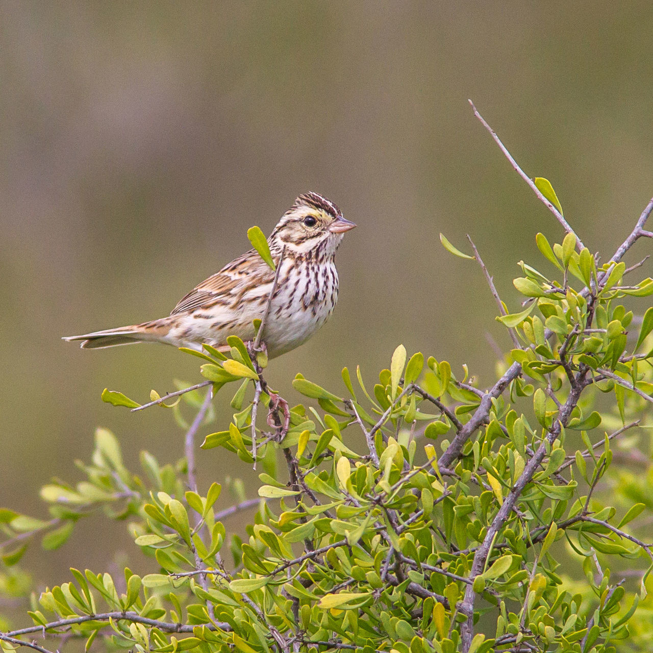 Grasshopper Sparrow