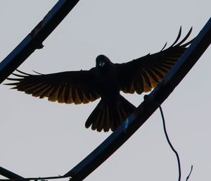 Low angle view of bird flying against clear sky