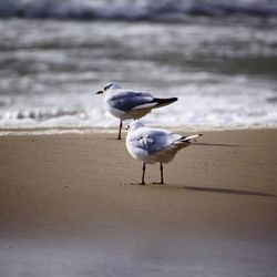 Seagull on beach