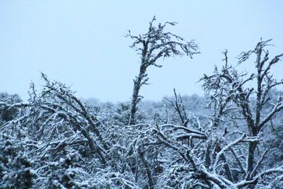 Close-up of frozen bare trees on field against sky