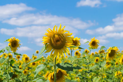 Sunflowers blooming against sky