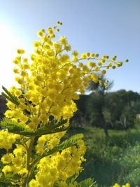 Close-up of yellow flowering plant against clear sky