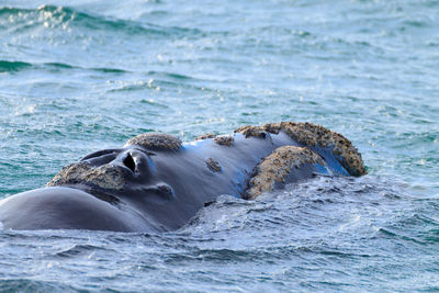 View of turtle swimming in sea