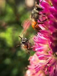 Close-up of bees on pink flower