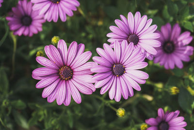 Close-up of purple flowering plants