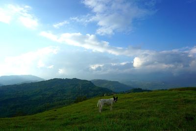 Horses in a field