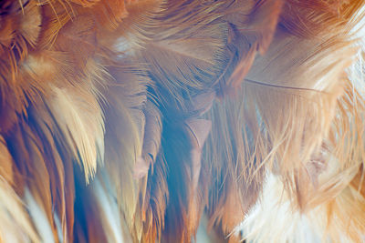 Full frame shot of feathers