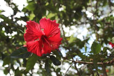 Low angle view of red hibiscus blooming on tree