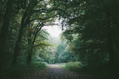 Footpath amidst trees in forest