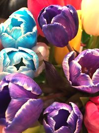 Close-up of purple tulips