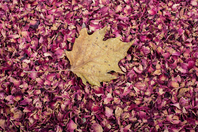Close-up of dry maple leaf on rose petals