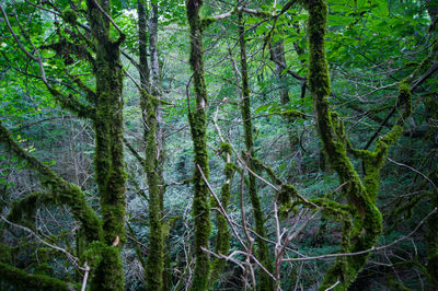 Full frame shot of bamboo trees in forest