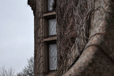 Low angle view of bare tree against sky