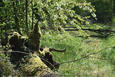 Sunlight falling on trees in forest