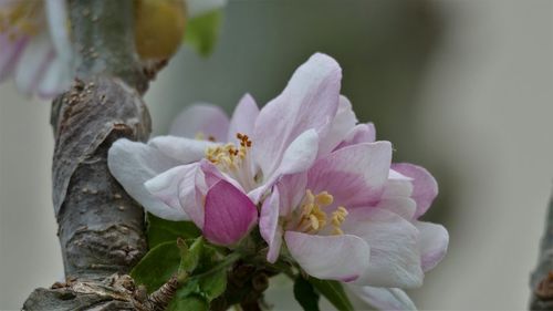 Close-up of fresh pink cherry blossoms