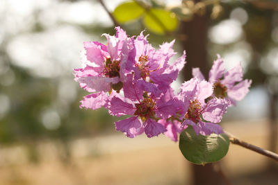 Close-up of pink cherry blossoms